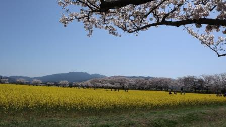 藤原京跡の菜の花と桜