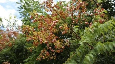タイワンモクゲンジの花と実