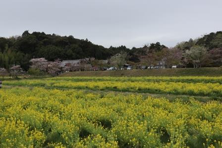 観音寺の桜と菜の花
