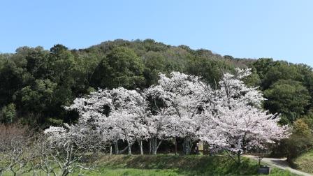 耳成山山麓の公園の桜