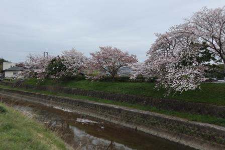 普賢寺川の桜