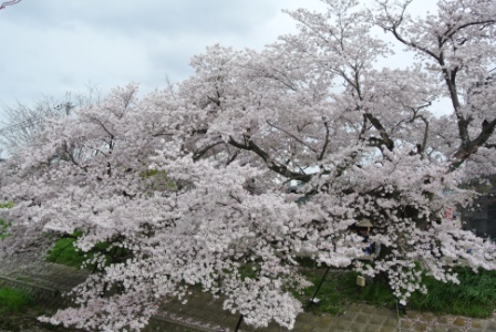 川路桜
